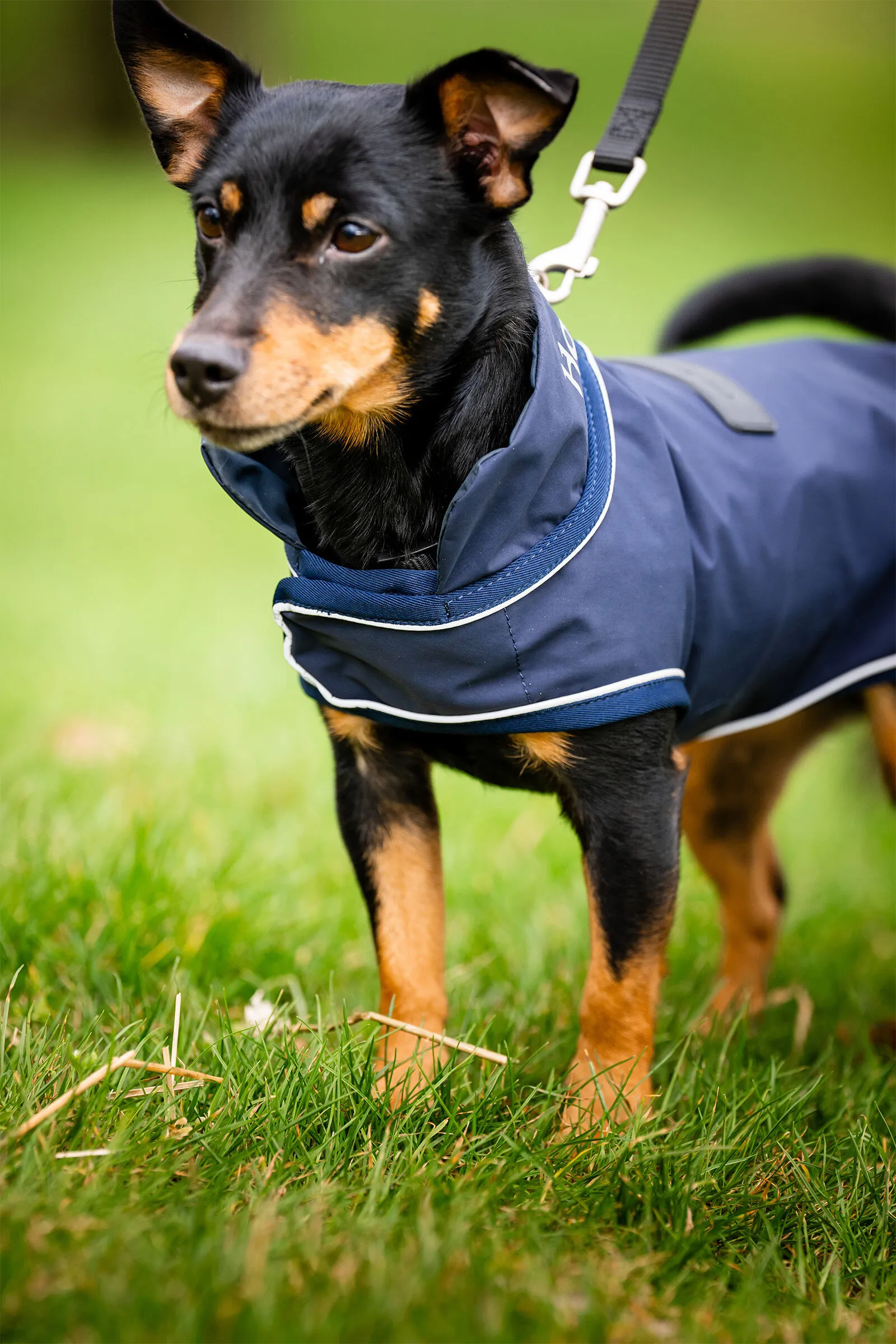 Horseware Signature Impermeabile per Cani