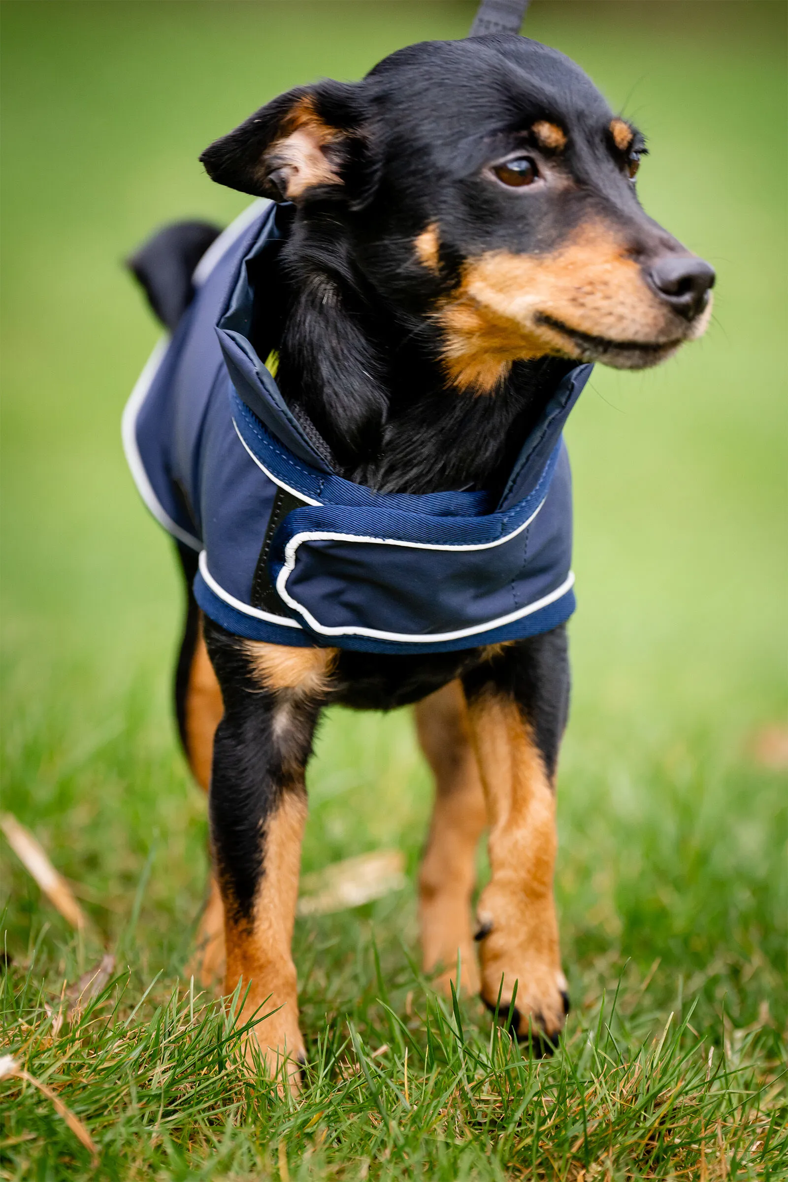 Horseware Signature Impermeabile per Cani