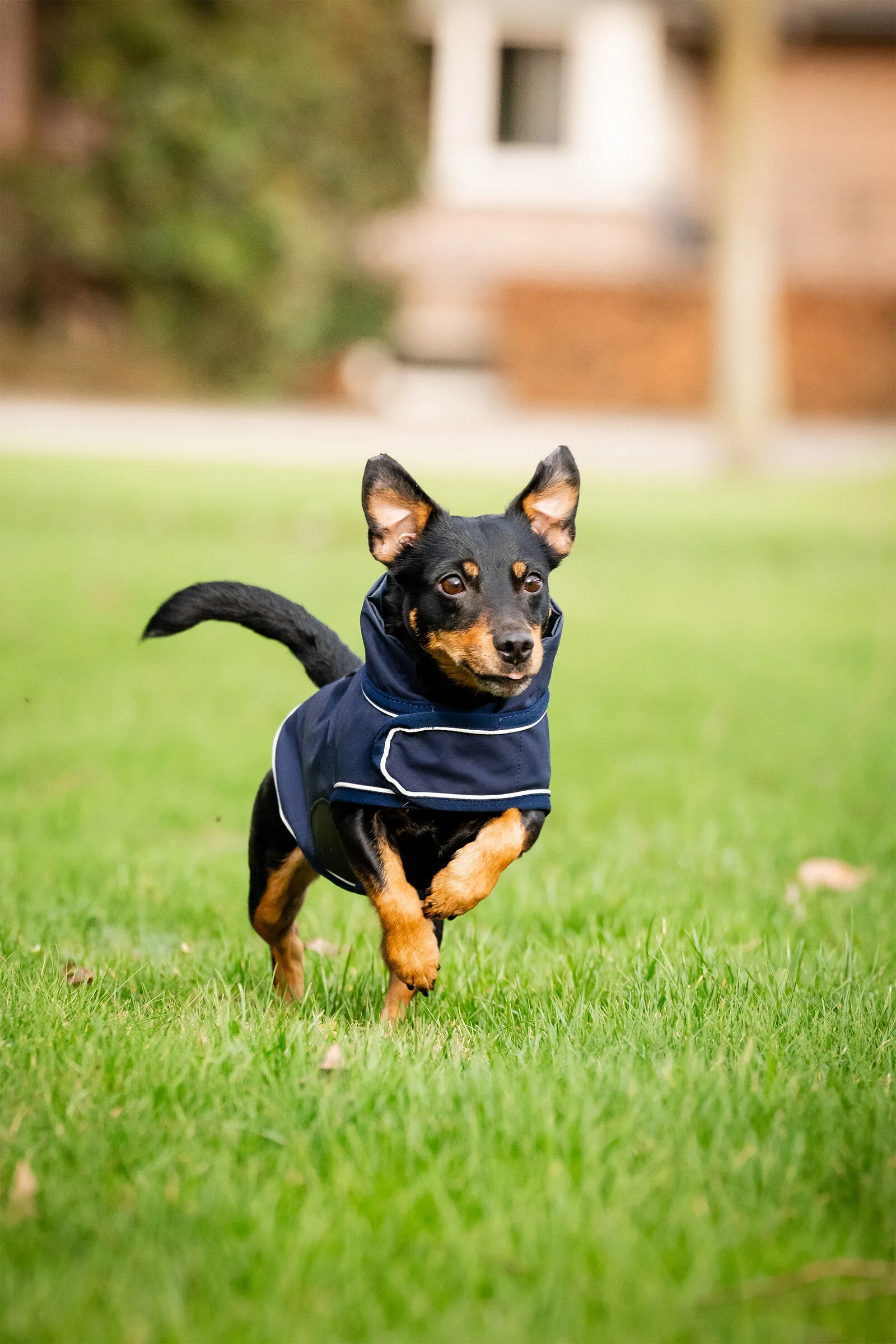 Horseware Signature Impermeabile per Cani